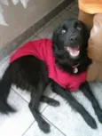 Amora
