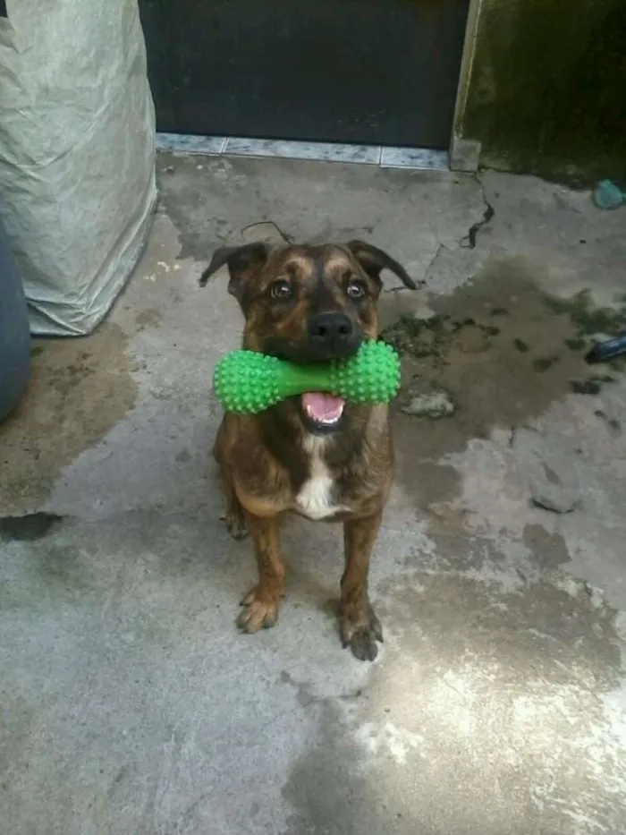 Cachorro ra a SRD idade 1 ano nome Nick