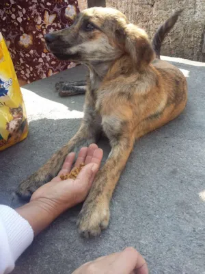 Cachorro raça Vira lata idade 2 a 6 meses nome Belinha