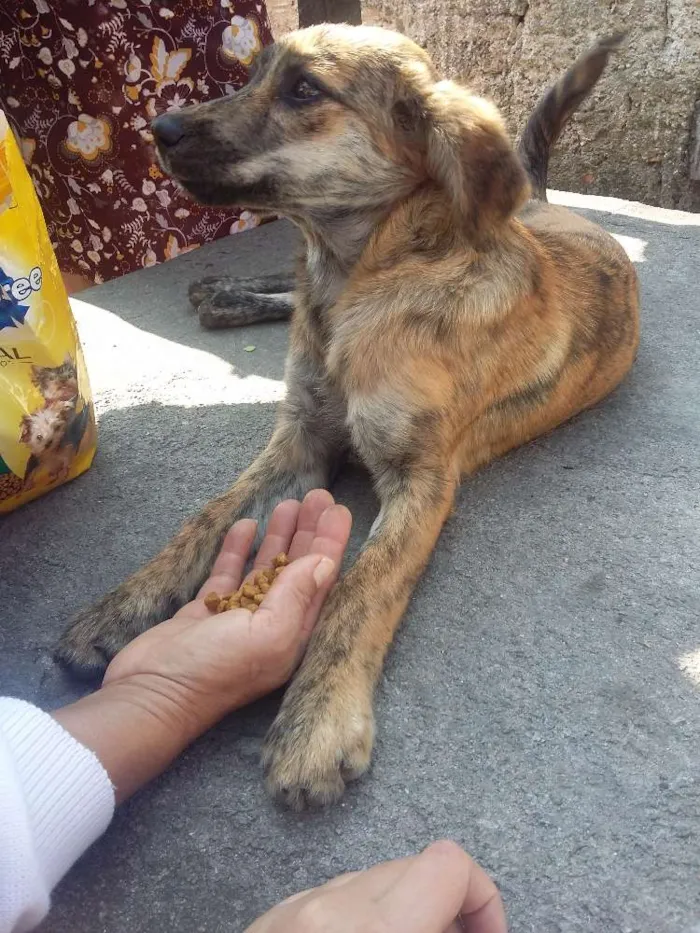 Cachorro ra a Vira lata idade 2 a 6 meses nome Belinha