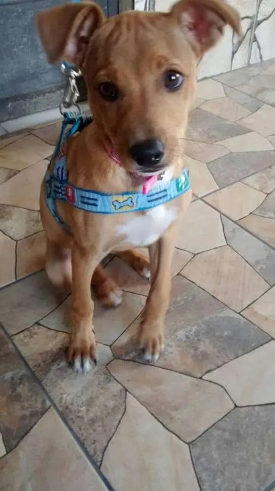 Cachorro raça desconhecida idade Abaixo de 2 meses nome LUNA