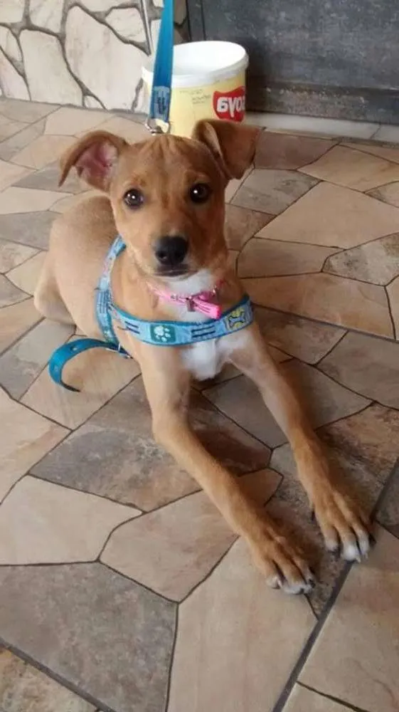 Cachorro raça desconhecida idade Abaixo de 2 meses nome LUNA