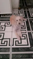 Jake