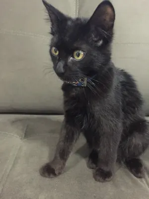 Gato raça Indefinida idade 2 a 6 meses nome Joaquim