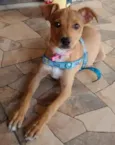 LUNA