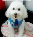 Mengo