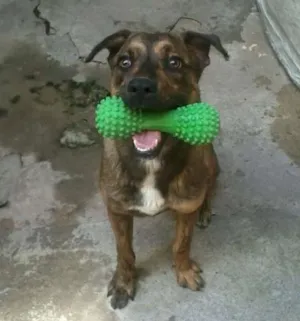 Cachorro raça SRD idade 1 ano nome Nick