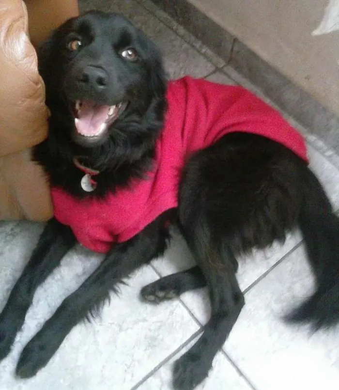Cachorro ra a SRD idade 1 ano nome Amora