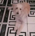 Jake