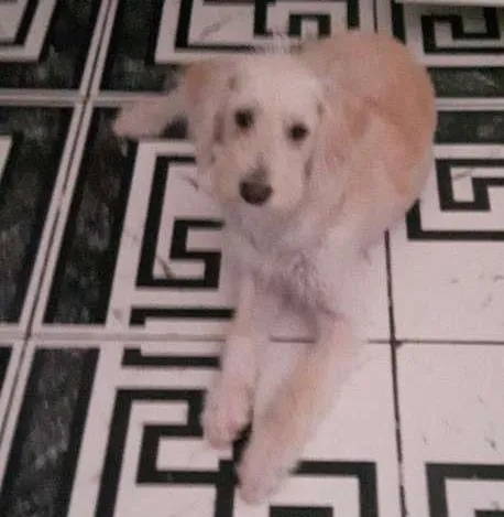 Cachorro ra a Poodle com outra  idade 2 a 6 meses nome Jake