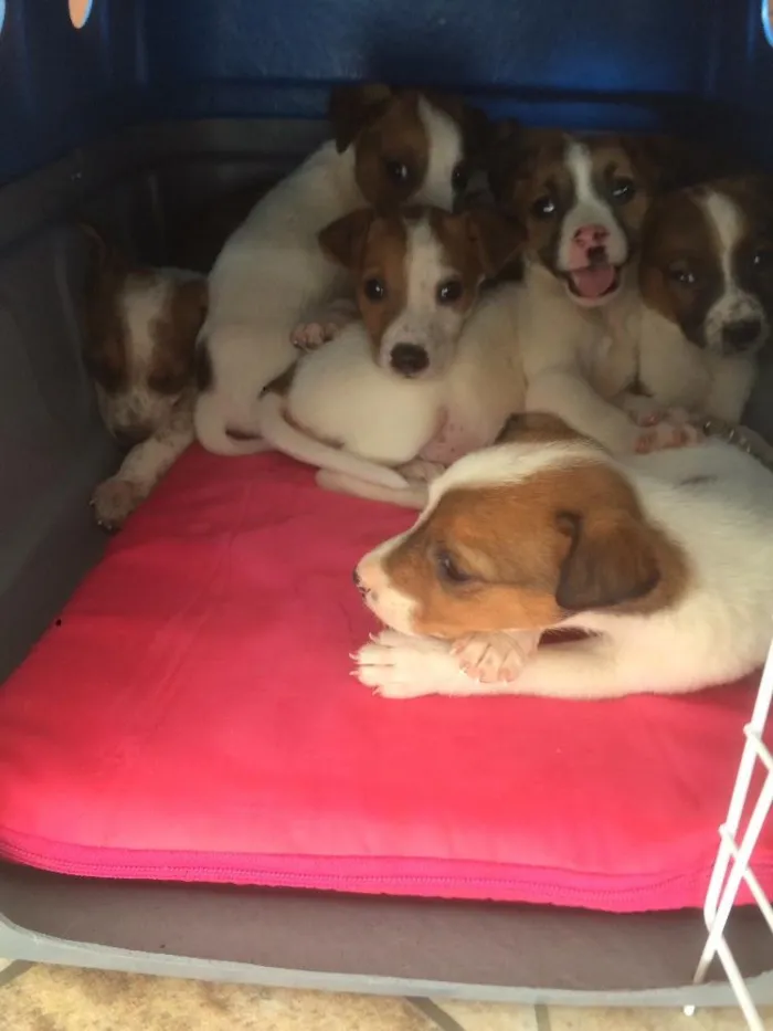 Cachorro ra a Vira lata com border collie idade 2 a 6 meses nome Não definido