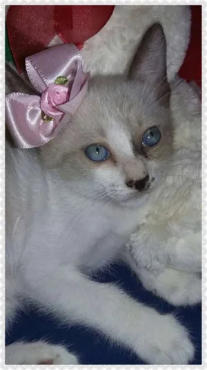 Gato raça Indefinida idade Abaixo de 2 meses nome Sem nome