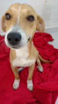 Tutuco