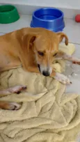 Tutuco
