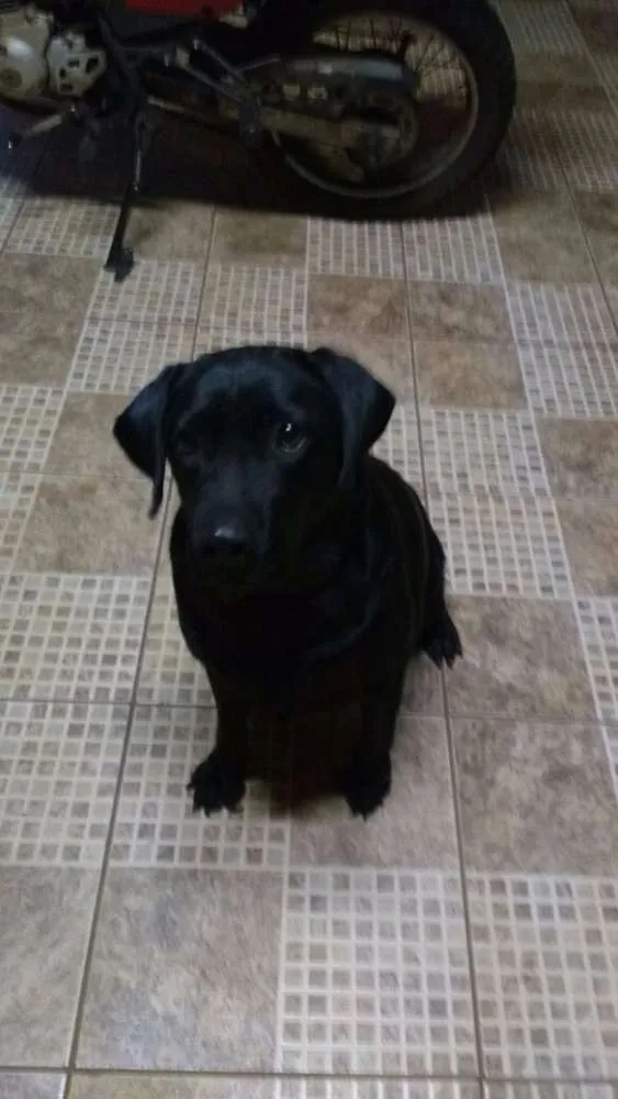 Cachorro ra a Labrador idade 4 anos nome Luna