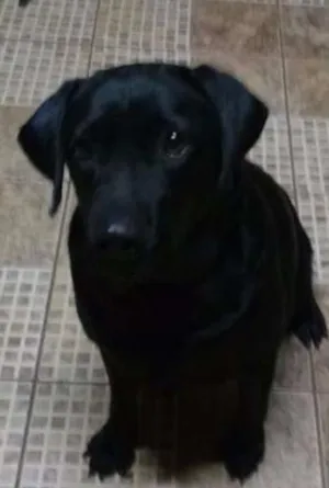 Cachorro raça Labrador idade 4 anos nome Luna