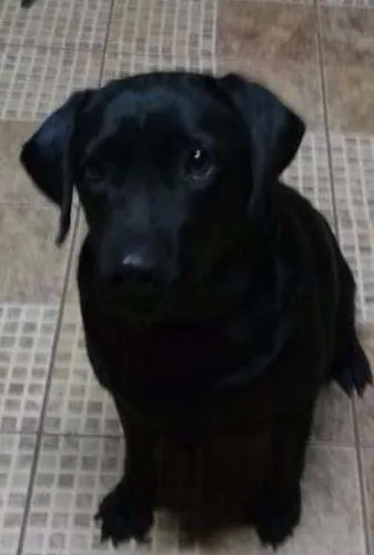 Cachorro ra a Labrador idade 4 anos nome Luna