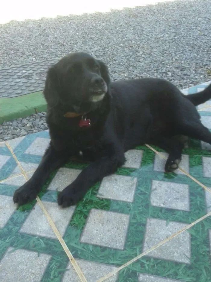 Cachorro ra a Sem raça definida idade 5 anos nome Preta 