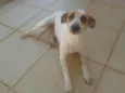 Amêndoa