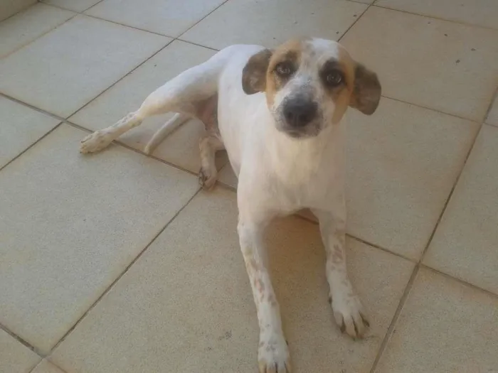 Cachorro ra a Sem raça definida  idade 4 anos nome Amêndoa