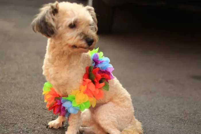 Cachorro ra a SRD idade 2 anos nome BeBe