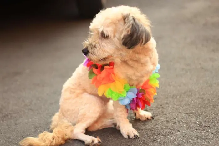 Cachorro ra a SRD idade 2 anos nome BeBe