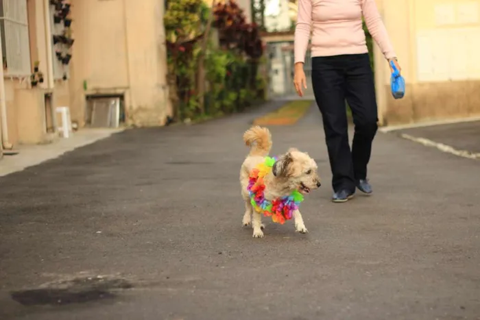 Cachorro ra a SRD idade 2 anos nome BeBe