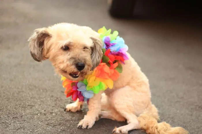 Cachorro ra a SRD idade 2 anos nome BeBe