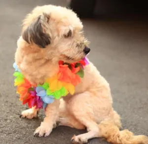 Cachorro raça SRD idade 2 anos nome BeBe
