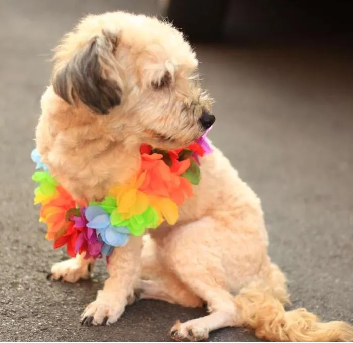 Cachorro ra a SRD idade 2 anos nome BeBe