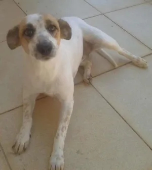 Cachorro raça Sem raça definida  idade 4 anos nome Amêndoa