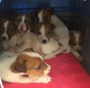 Cachorro raça Vira lata com border collie idade 2 a 6 meses nome Não definido