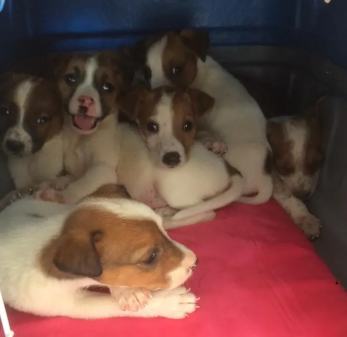 Cachorro ra a Vira lata com border collie idade 2 a 6 meses nome Não definido