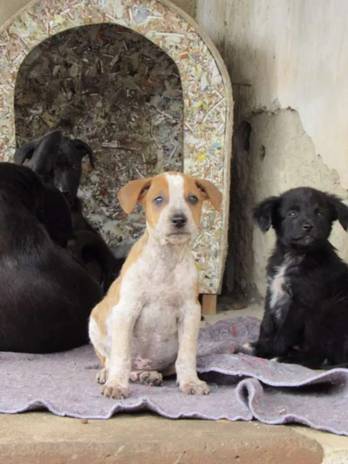 Cachorro ra a SRD idade Abaixo de 2 meses nome COLORADO