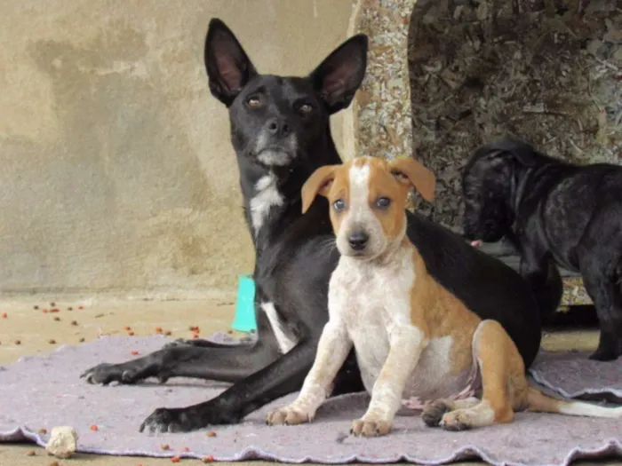 Cachorro ra a SRD idade Abaixo de 2 meses nome COLORADO