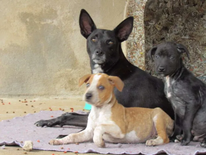 Cachorro ra a SRD idade Abaixo de 2 meses nome COLORADO