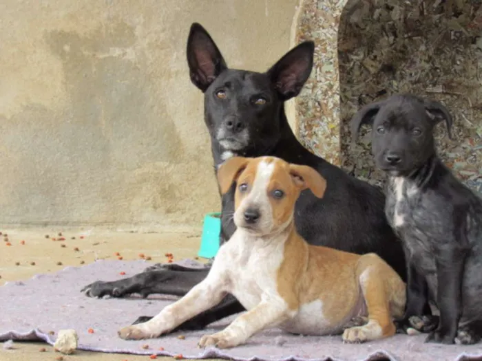 Cachorro ra a SRD idade Abaixo de 2 meses nome COLORADO