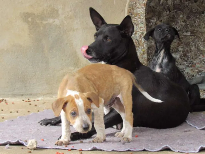 Cachorro ra a SRD idade Abaixo de 2 meses nome COLORADO