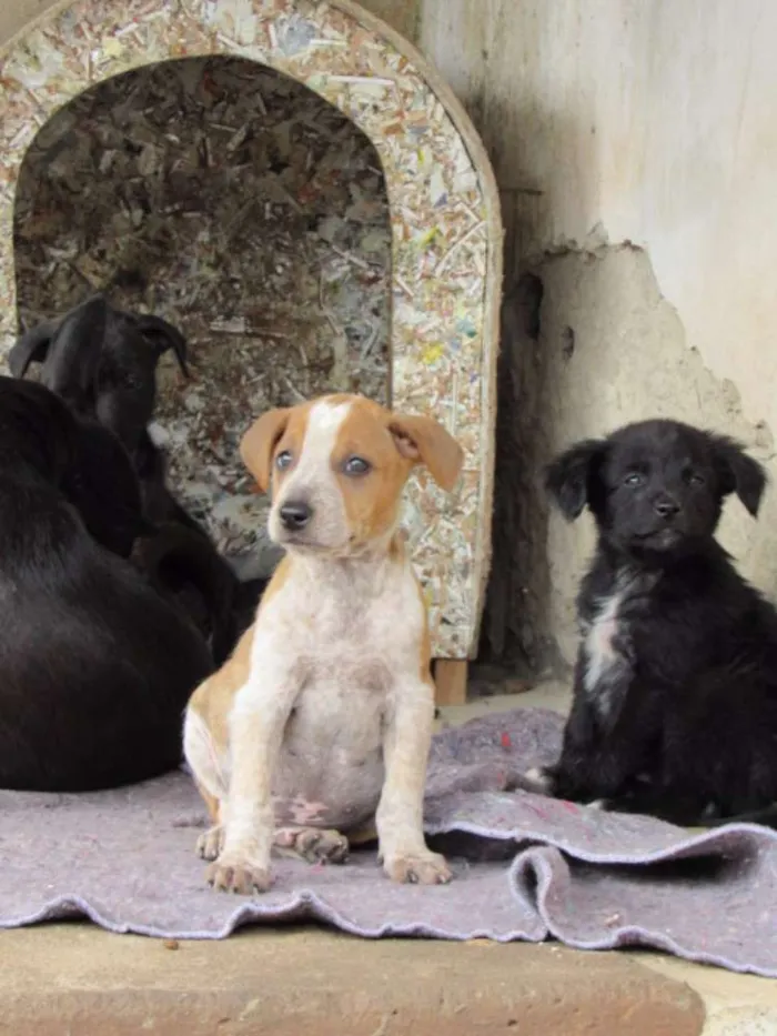Cachorro ra a SRD idade Abaixo de 2 meses nome COLORADO