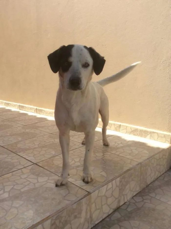 Cachorro ra a Sem Raça Definida idade 2 anos nome Sem nome