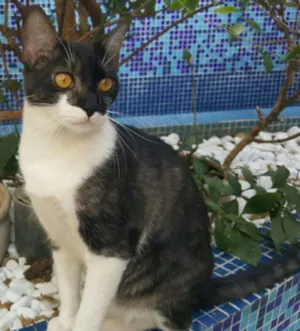 Gato raça SRD idade 7 a 11 meses nome ÁTILA