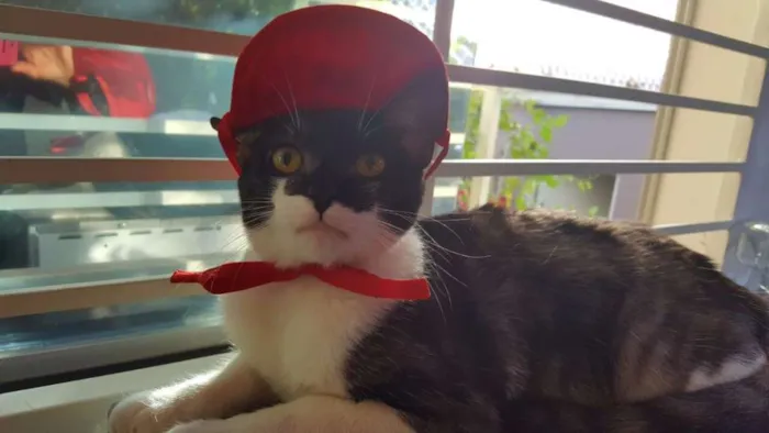 Gato ra a SRD idade 7 a 11 meses nome ÁTILA