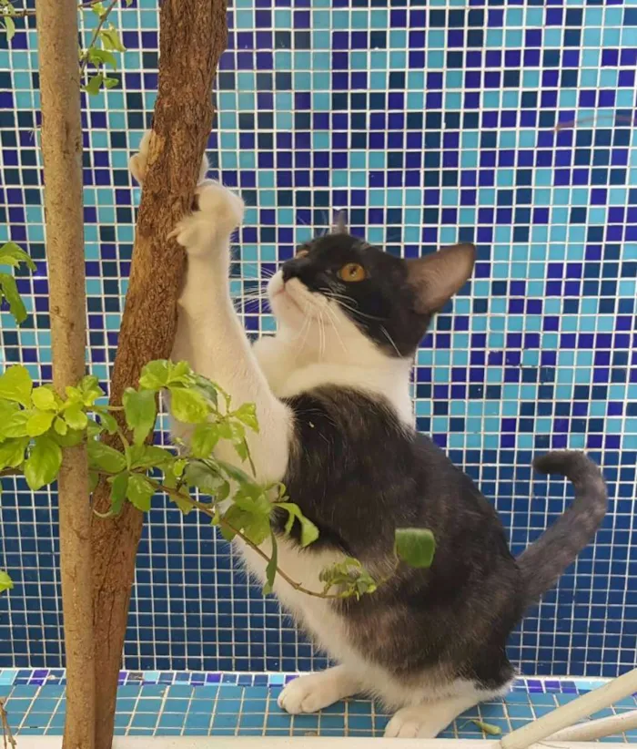 Gato ra a SRD idade 7 a 11 meses nome ÁTILA