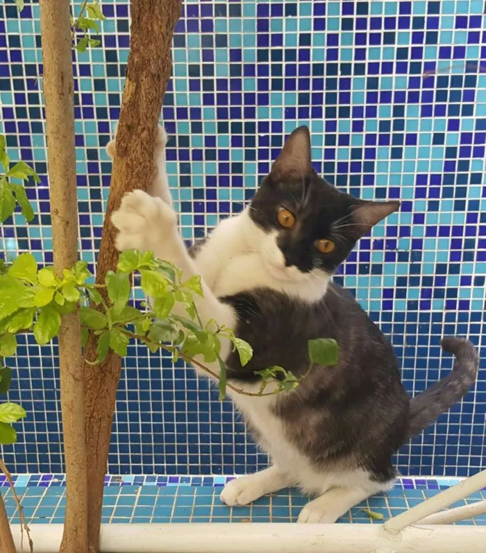 Gato ra a SRD idade 7 a 11 meses nome ÁTILA