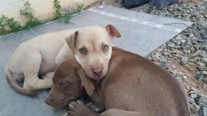 Cachorro ra a SRD idade 2 a 6 meses nome DESIREÉ