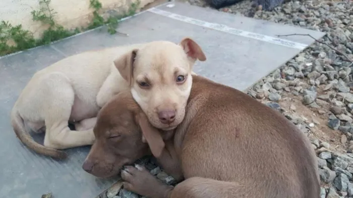 Cachorro ra a SRD idade 2 a 6 meses nome DESIREÉ