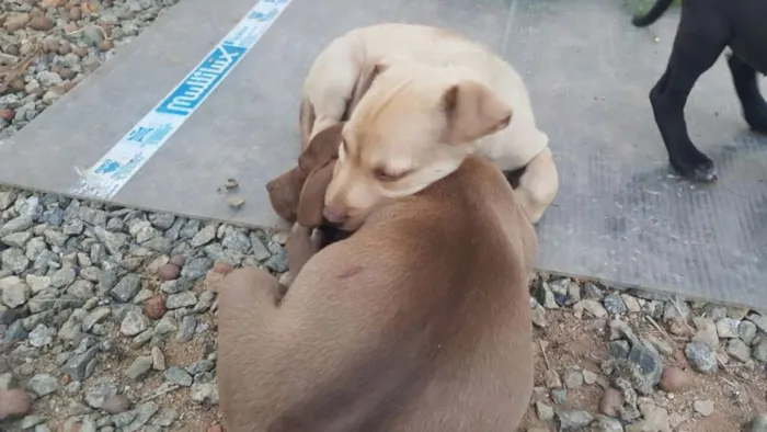 Cachorro ra a SRD idade 2 a 6 meses nome DESIREÉ