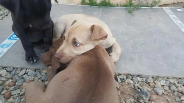 Cachorro ra a SRD idade 2 a 6 meses nome DESIREÉ