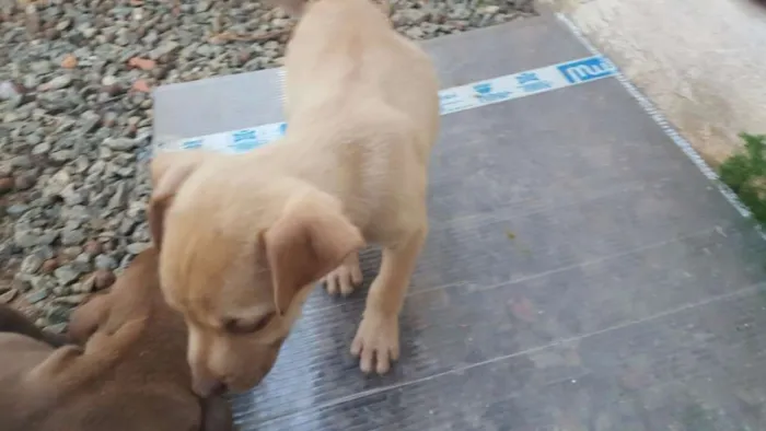 Cachorro ra a SRD idade 2 a 6 meses nome DESIREÉ