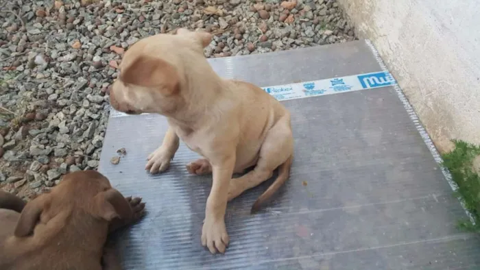 Cachorro ra a SRD idade 2 a 6 meses nome DESIREÉ